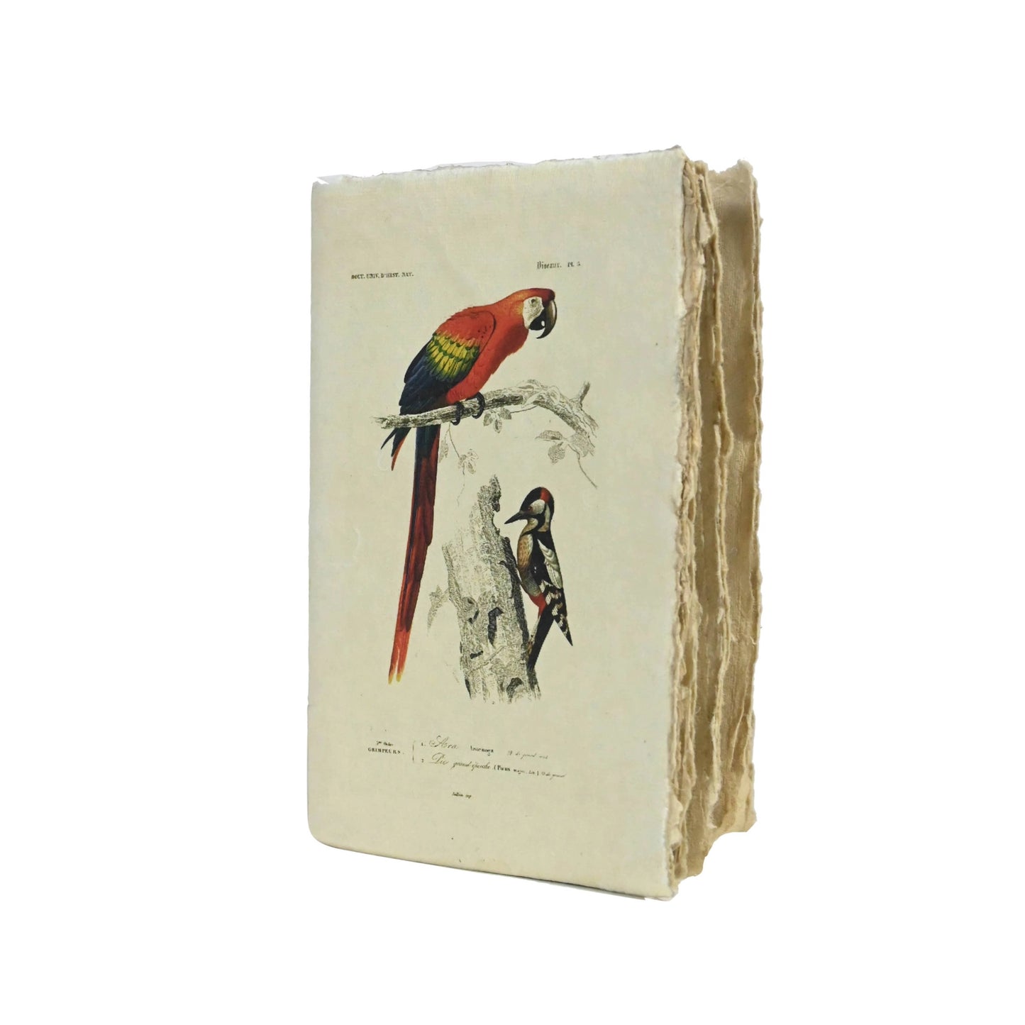 Carnet parchemin - oiseaux vintage