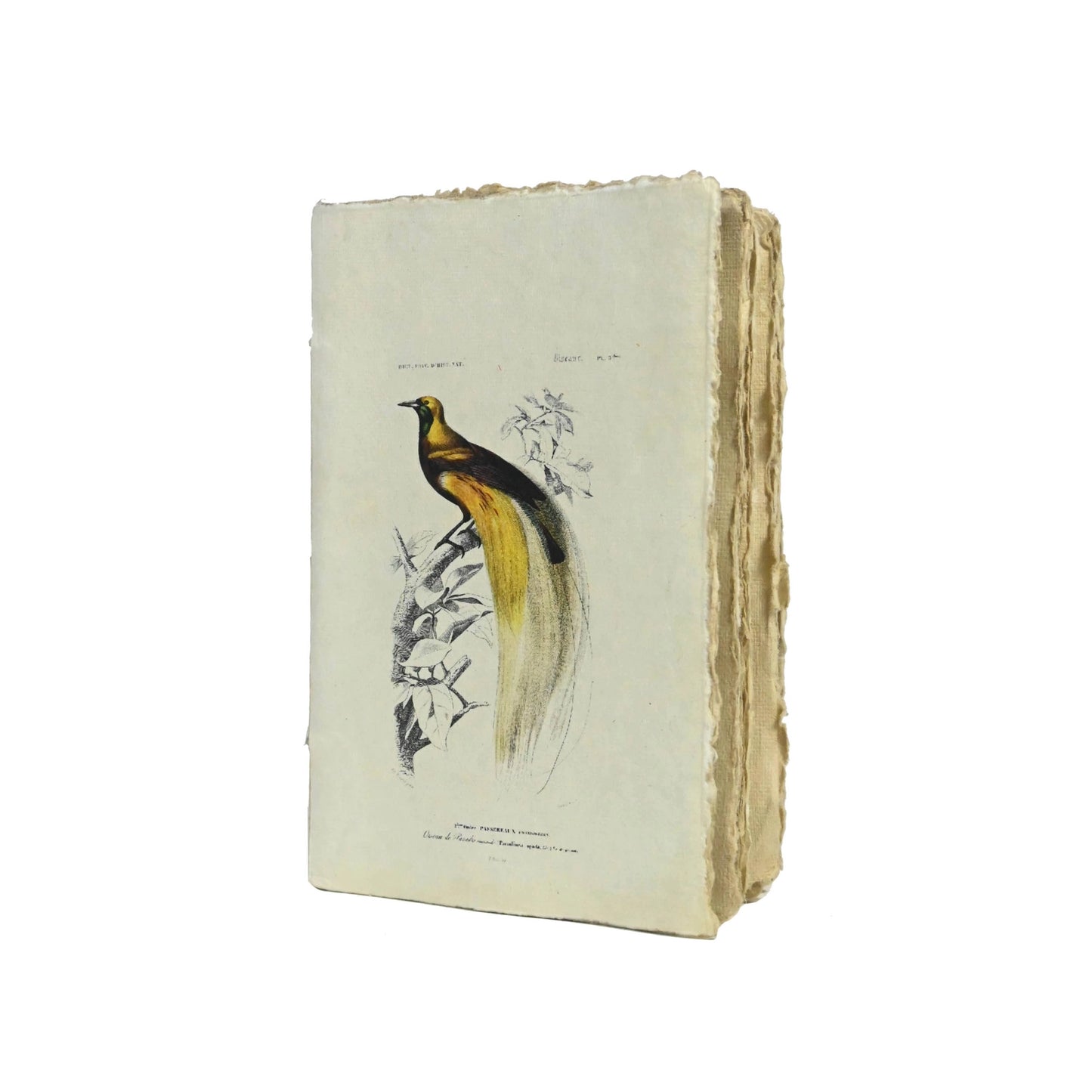 Carnet parchemin - oiseaux vintage