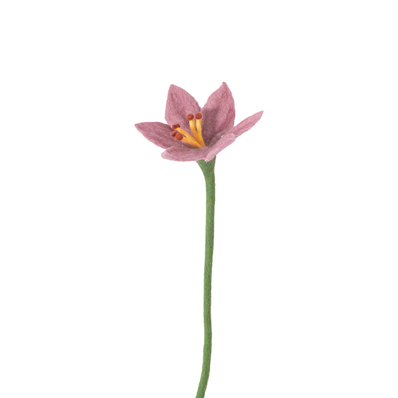 Lys