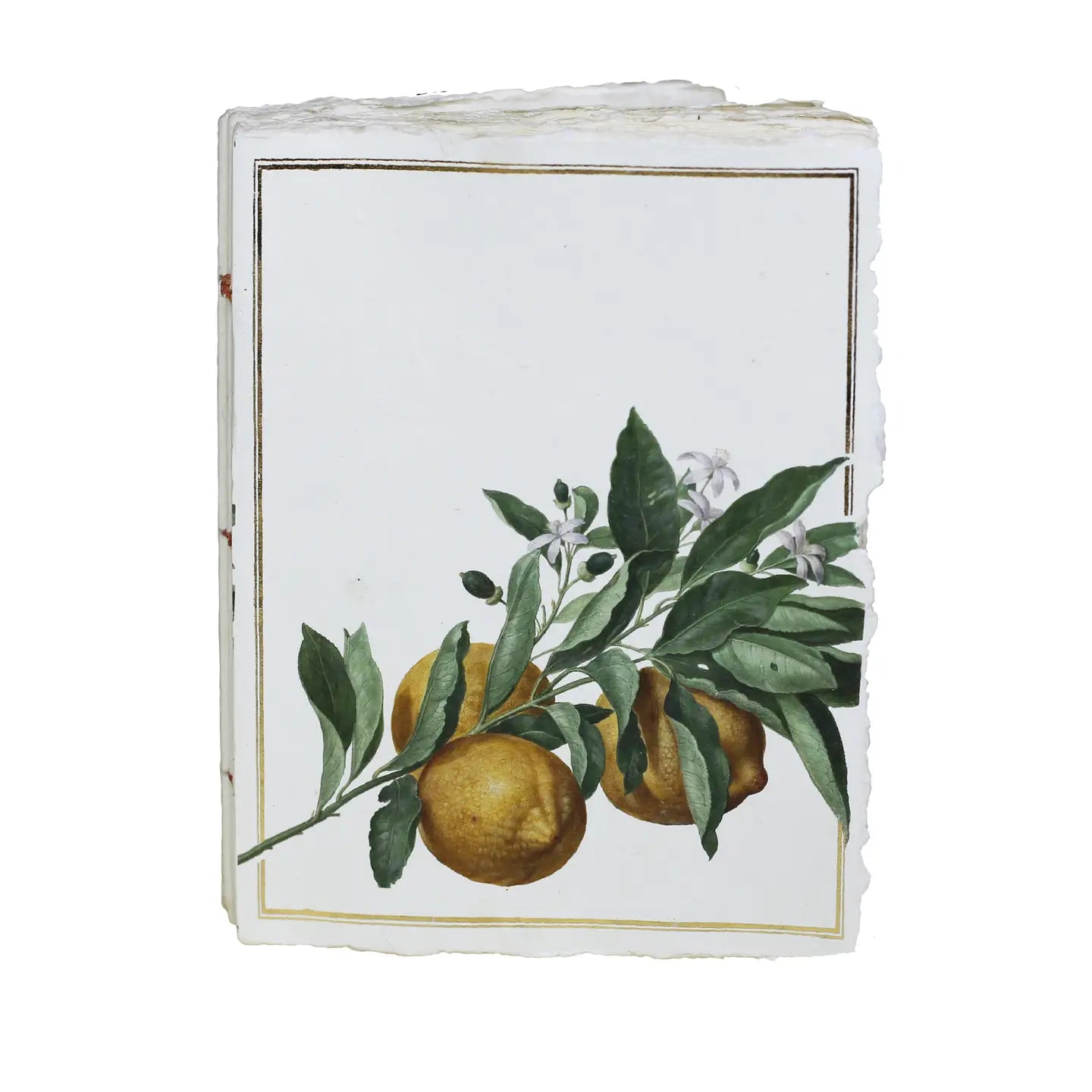 Carnet parchemin - citrons