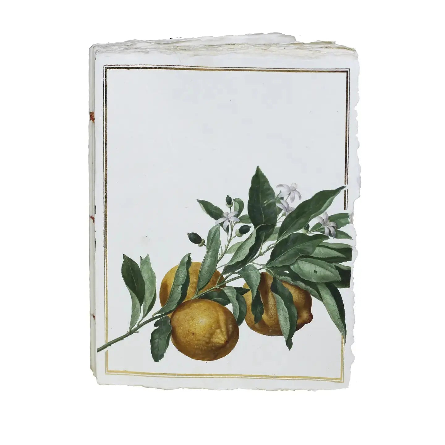 Carnet parchemin - citrons Epigram