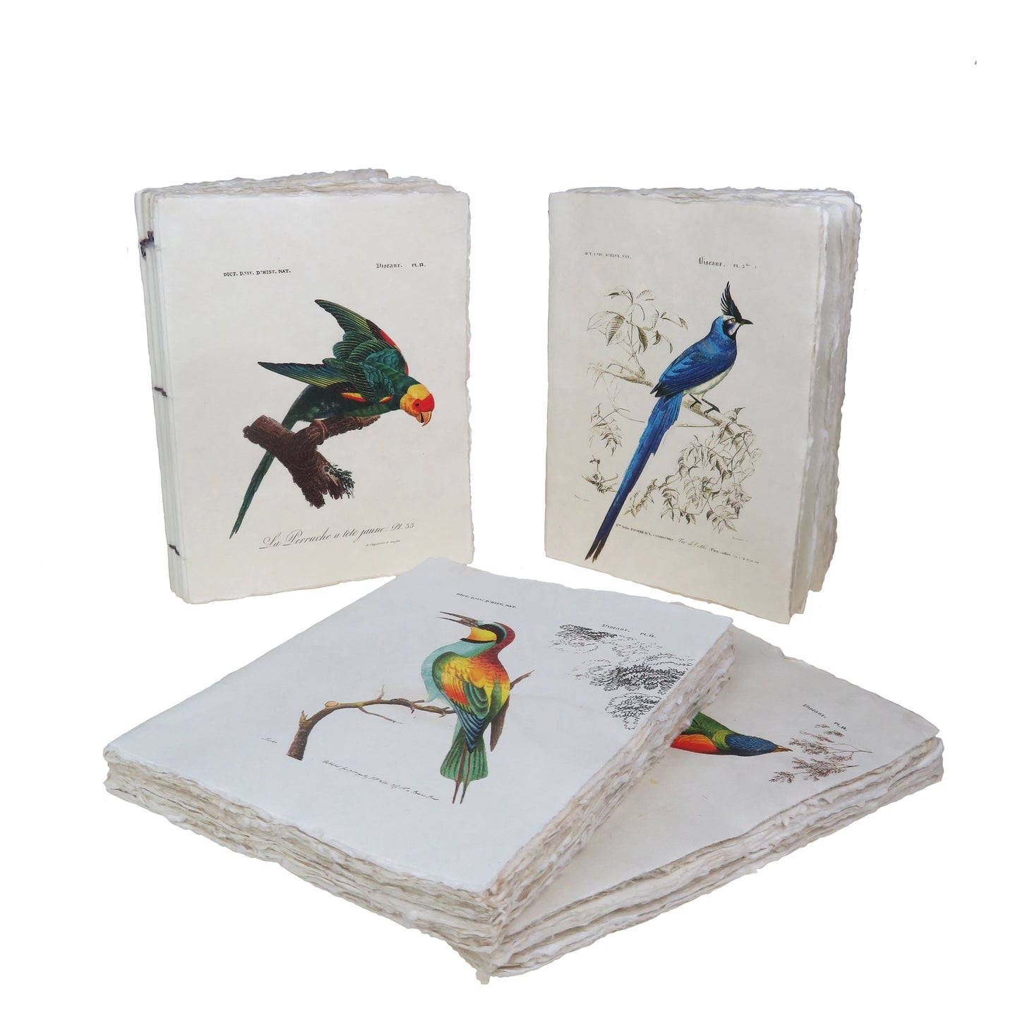 Carnet parchemin - oiseaux des tropiques