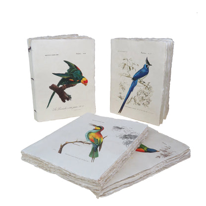 Carnet parchemin - oiseaux des tropiques
