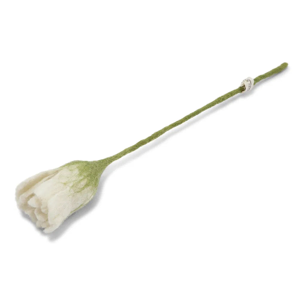 Tulipe