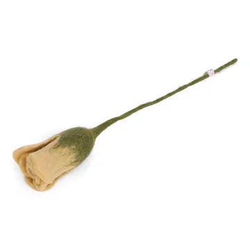 Tulipe