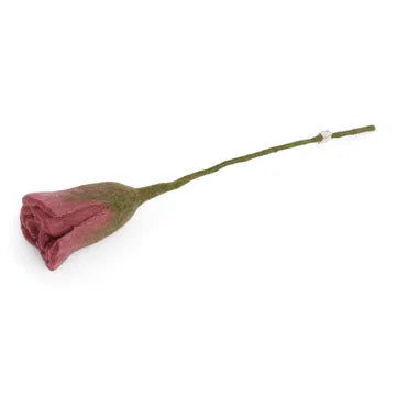 Tulipe