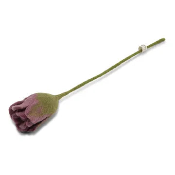 Tulipe
